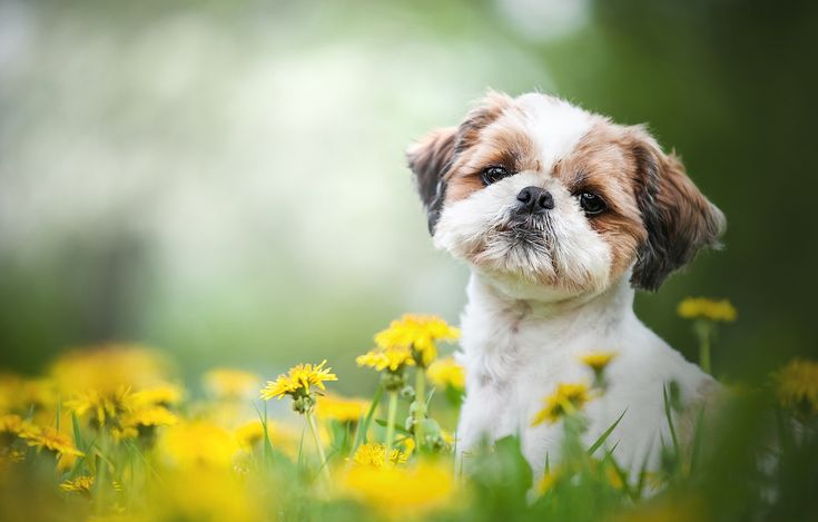 Dog 2