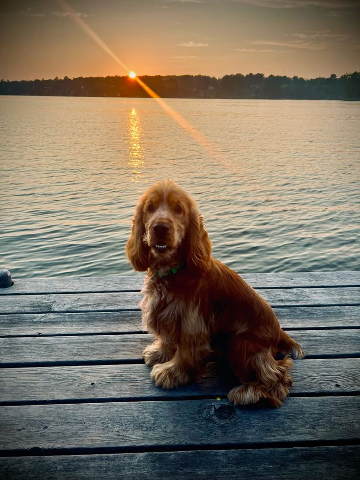Dog 3